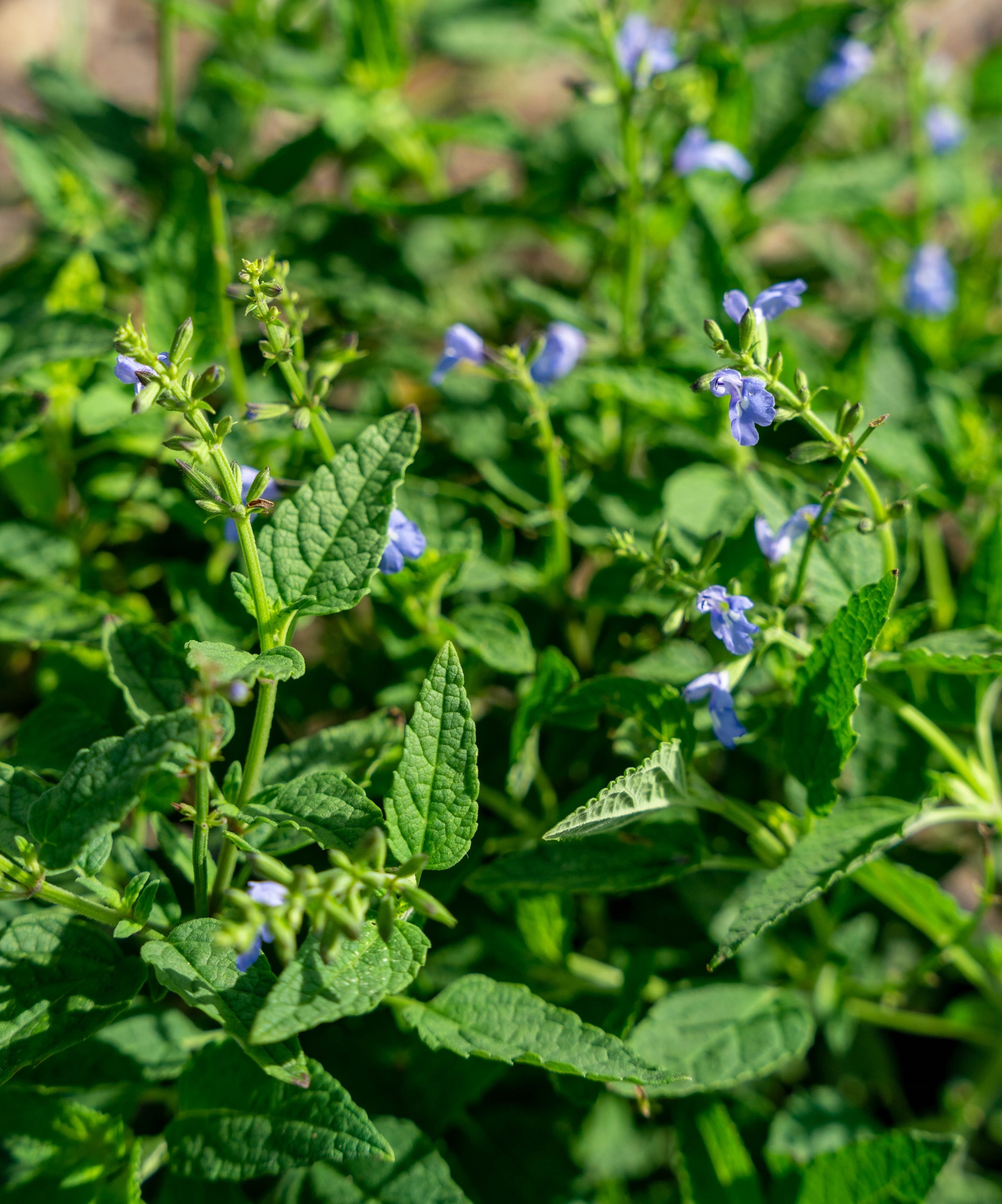 caymanesis - cayman sage 